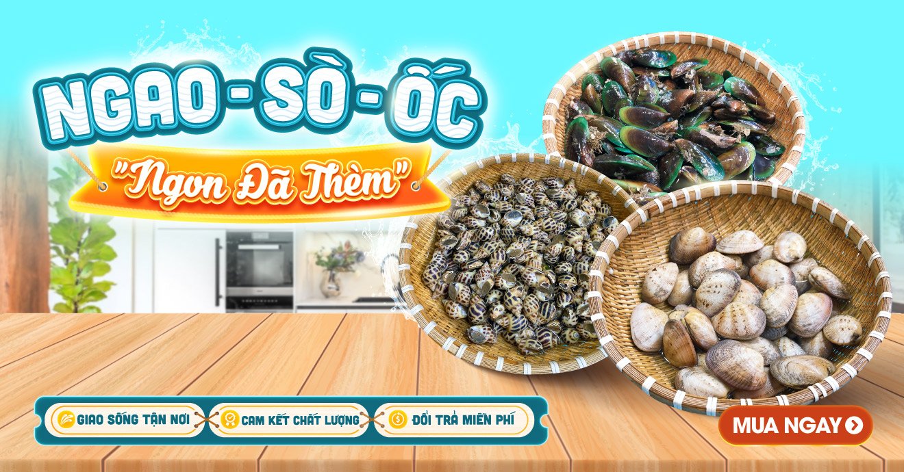 ngao. sò, ốc, hàu nhà thờ đổ